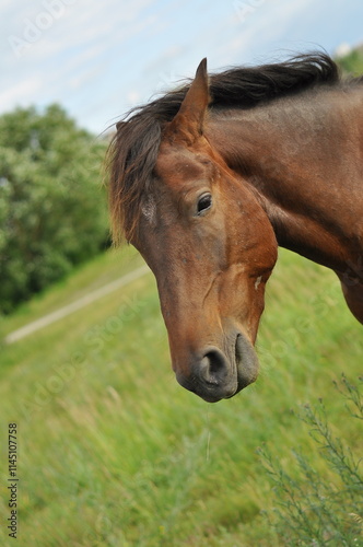 horse on the field 