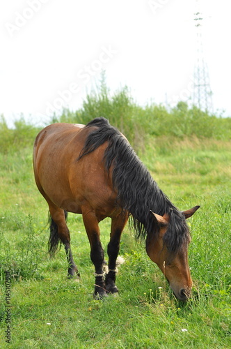 horse on the field 