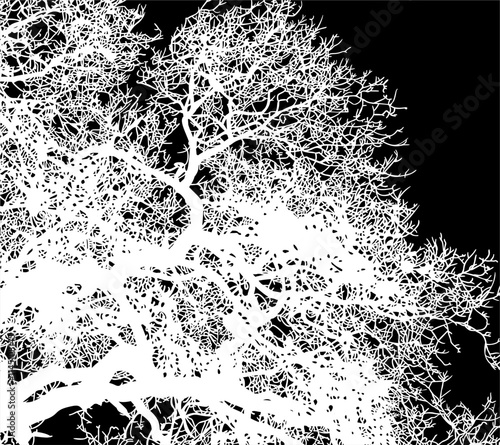 ramas, arbol, dechado, vector, encaje, negro, designio, floral, empapelar, arte, ilustración, flor, con textura