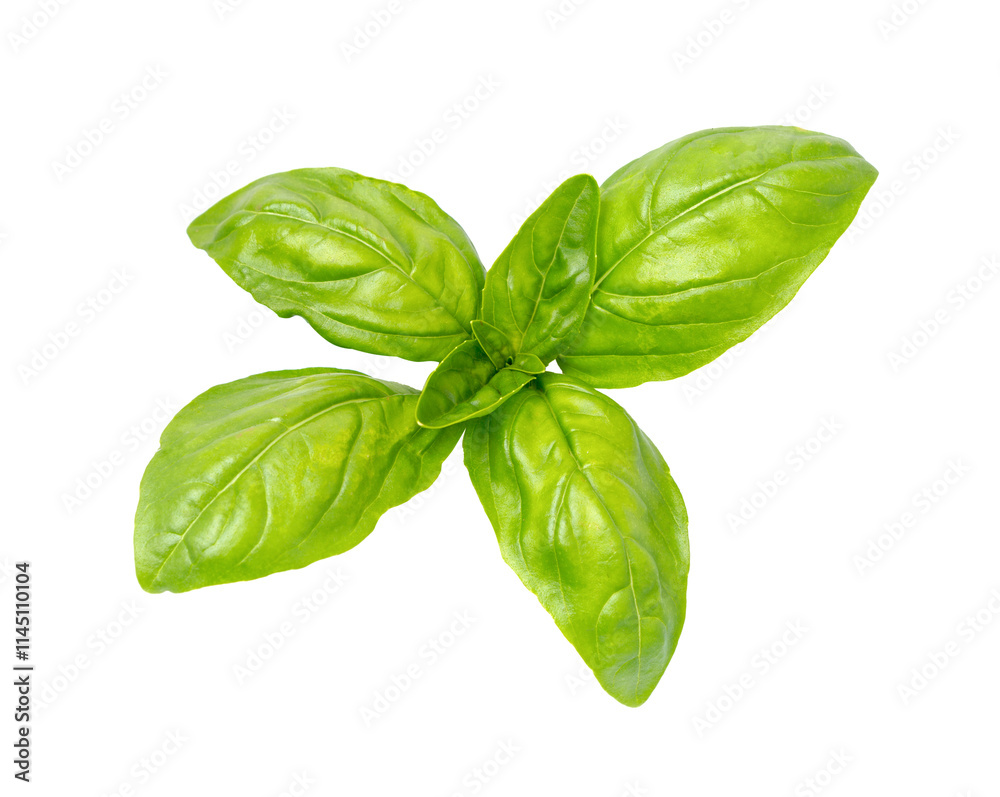 Fototapeta premium Fresh leaves basil, close-up.