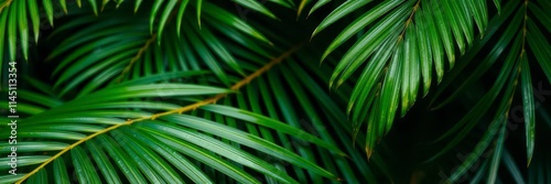 Close up of a natural tropical green palm leaf texture, botanic, detail