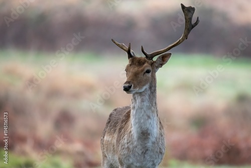 The European Fallow Deer (Dama dama), also known as the Common Fallow Deer or simply Fallow Deer.