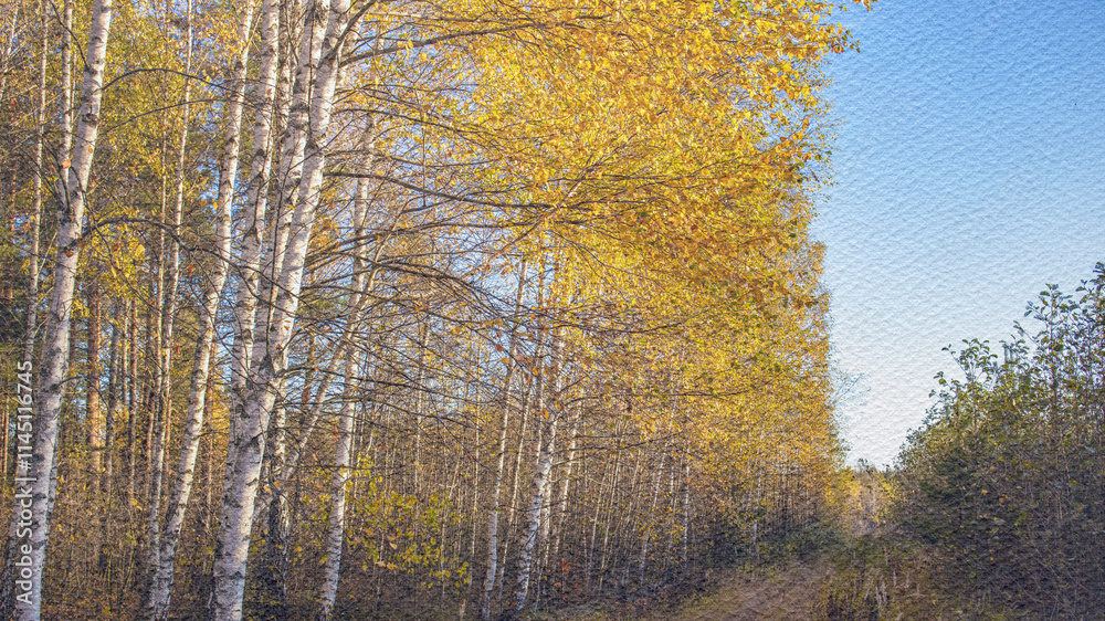 Forest with many trees and a clear blue sky Forest with many trees and a clear blue sky
