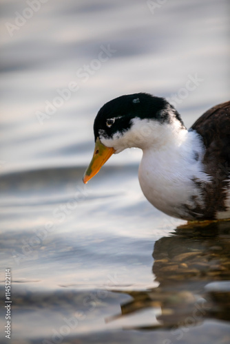 duck on the water