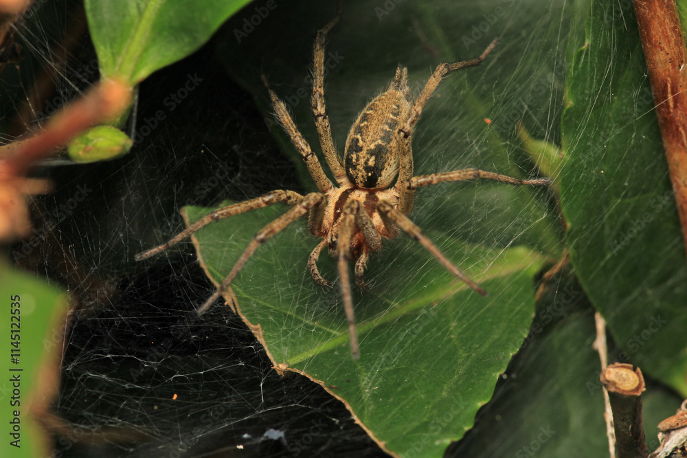 agelena labyrinthica spider macro photo agelena labyrinthica spider macro photo