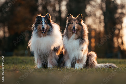 Collies im Sonnenuntergang photo