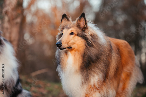 Collies im Sonnenuntergang photo