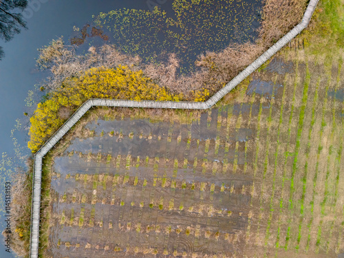 ACARLAR LONGOZU Aerial View of a Wooden Boardwalk Enclosing a Wetland with Planted Rows. High-angle shot of a wooden boardwalk encircling a wetland area. photo