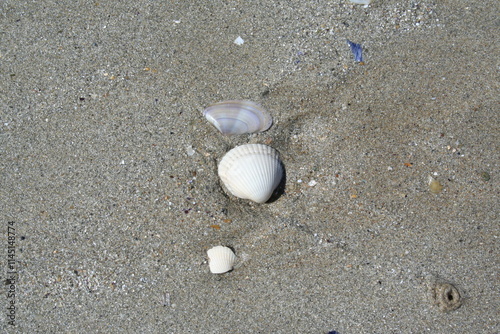Fényképezés Clam shell on the beach - Coquille de palourde sur la plage