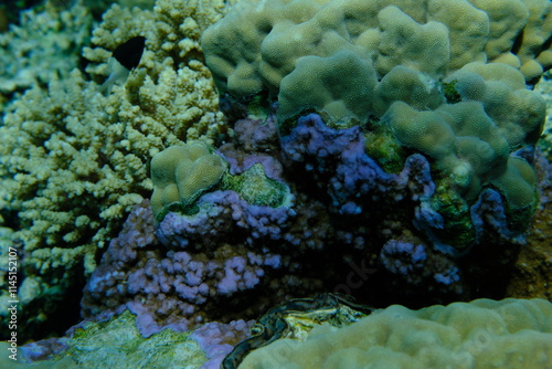 Pore coral (Montipora tuberculosa) and finger coral (Porites sp.) undersea, Red Sea, Egypt, Sharm El Sheikh, Montazah Bay photo