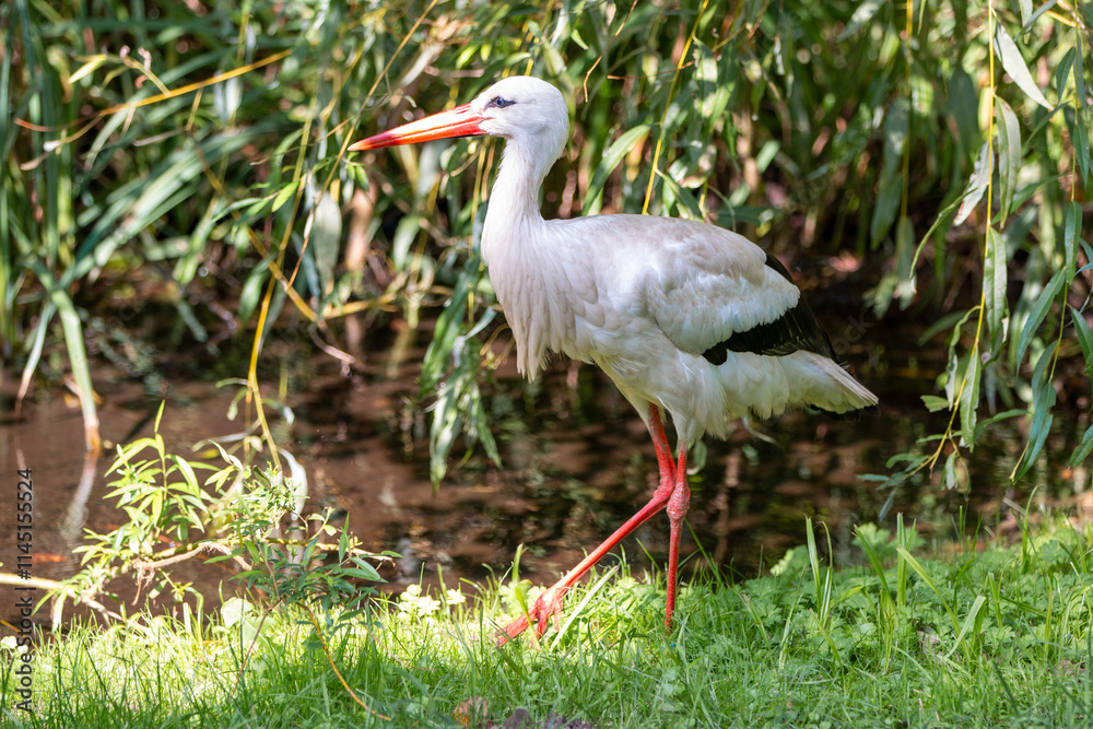 White stork (in german Weißstorch or Klapperstorch) Ciconia ciconia