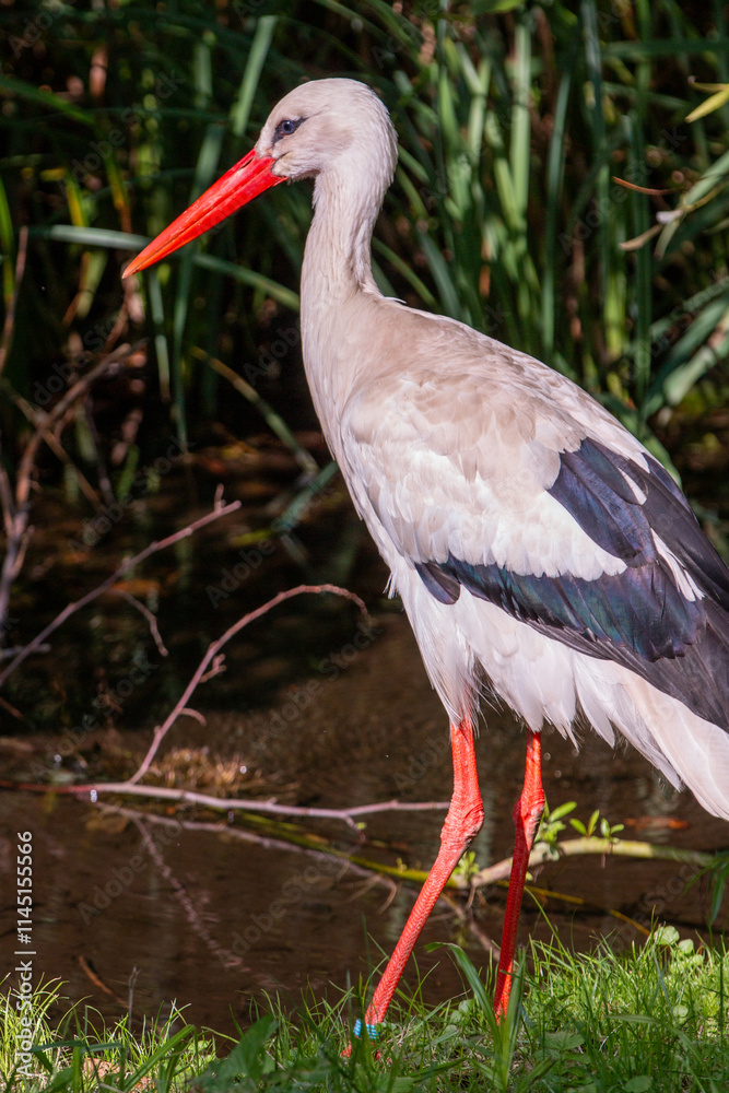 White stork (in german Weißstorch or Klapperstorch) Ciconia ciconia