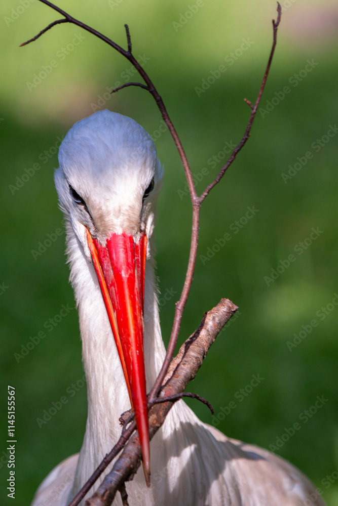 White stork (in german Weißstorch or Klapperstorch) Ciconia ciconia