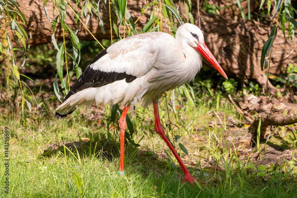 White stork (in german Weißstorch or Klapperstorch) Ciconia ciconia
