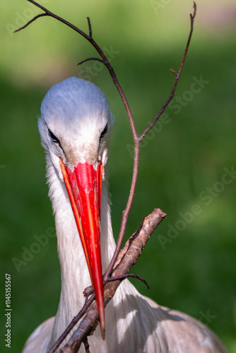 Obraz na płótnie White stork (in german Weißstorch or Klapperstorch) Ciconia ciconia w salonie