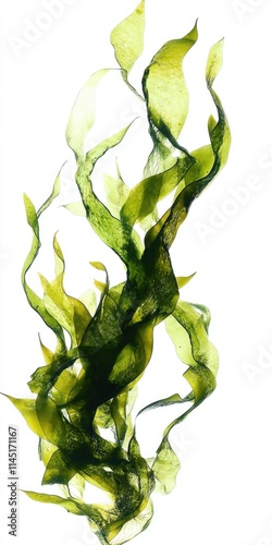 Graceful Swaying Kelp: Isolated Sea Green Algae Leaves on a Clean White Background