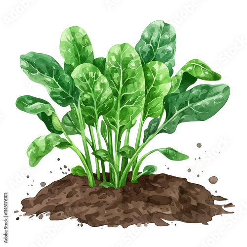 A watercolor drawing of a patch of freshly grown spinach in the garden, isolated on a white background. Spinach vector.
