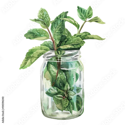 A watercolor vector of a sprig of mint leaves in a glass jar, isolated on a white background. Mint leaves vector.
