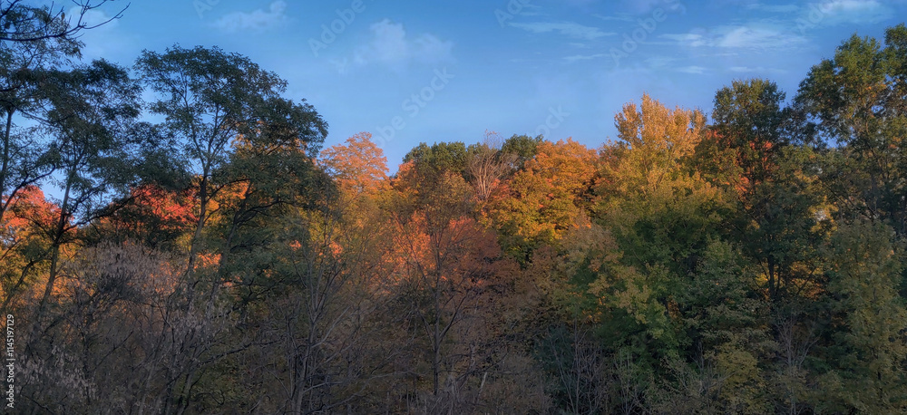 Fototapeta premium Autumn Foliage