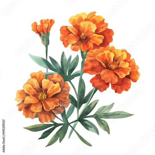 A watercolor vector of bright orange marigolds blooming, isolated on a white background. Marigolds vector.
