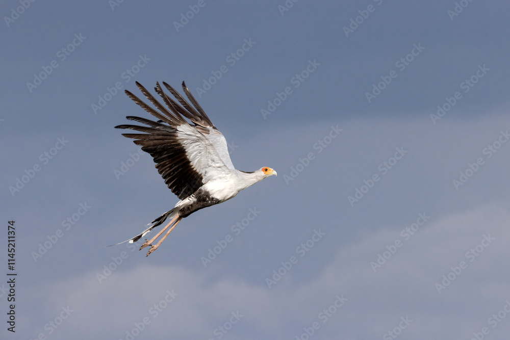 Obraz premium Secretary Bird in Flight