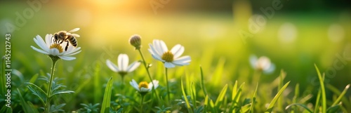 Honeybee pollinates white flower in meadow filled with wildflowers, grass. Summer sunlight highlights beauty of nature. Bee collects nectar. Perfect for nature-themed banner website design. Flowers