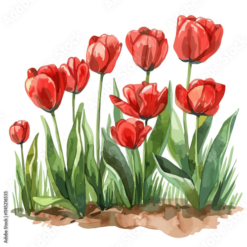 A watercolor illustration of bright red tulips in a spring field, isolated on a white background. Tulips vector.
