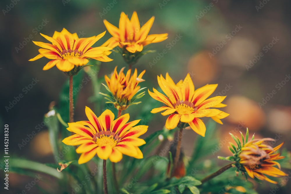 Three beautiful Gazania rigens flowers in a garden. blooming gazania flowers or african daisy in a garden on green background Three beautiful Gazania rigens flowers in a garden. blooming gazania flowers or african daisy in a garden on green background
