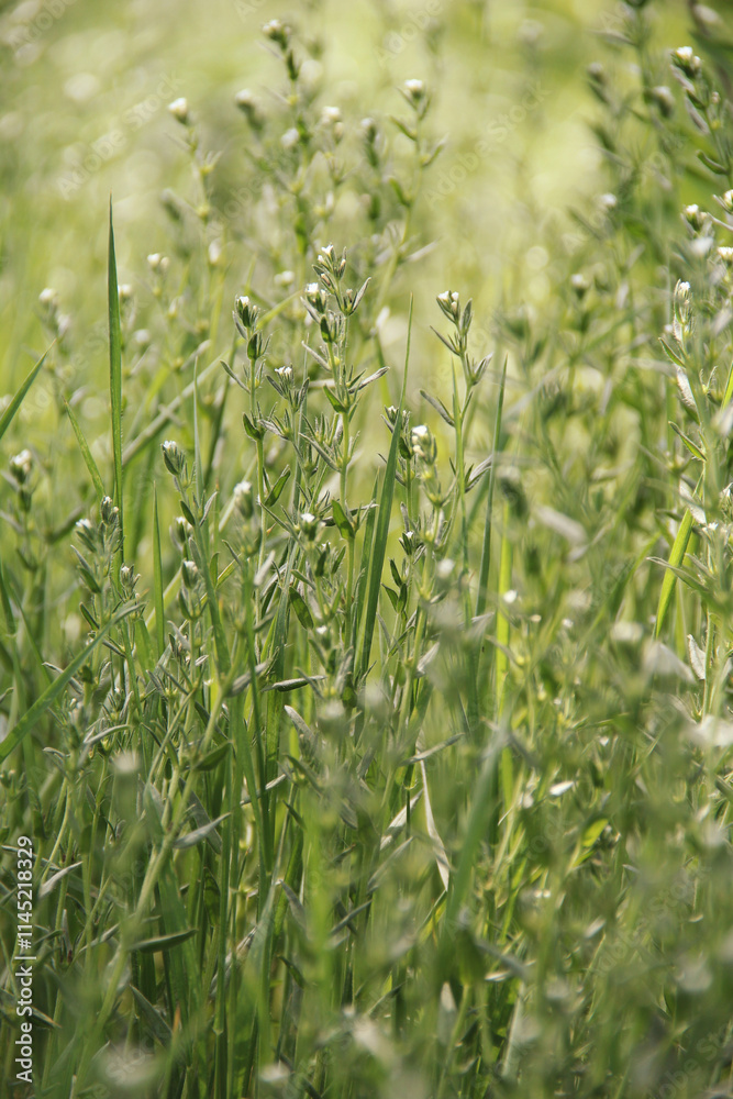 Peaceful summer landscape. Meadow grass. fresh grass background Peaceful summer landscape. Meadow grass. fresh grass background
