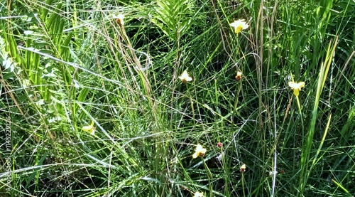 Xyris Plant with Grasshopper photo