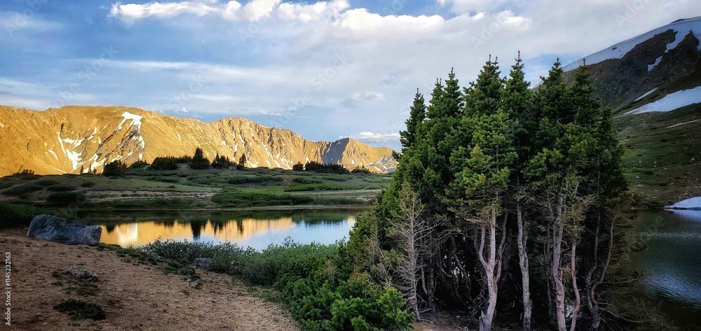 Naklejka premium tranquil mountain landscape - mini pine forest