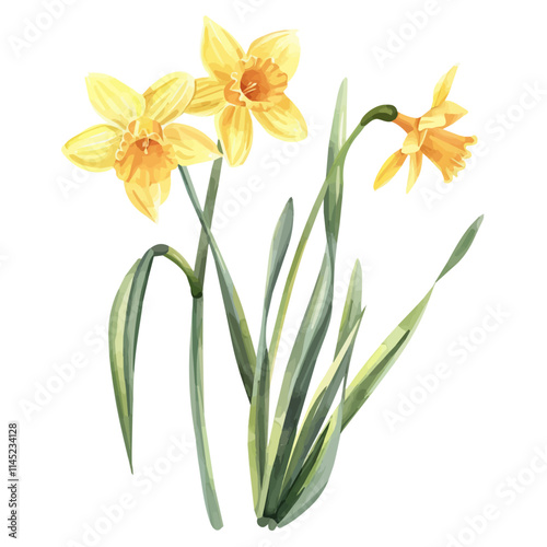 A watercolor drawing of daffodil flowers swaying in the breeze, isolated on a white background. Daffodil vector.
