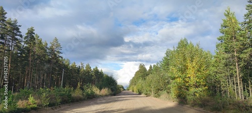 Country road. A wide, straight, sandy country road runs among the bushes and trees. The road goes into the distance without turns. Grass, bushes, and trees with green foliage grow along the hills.