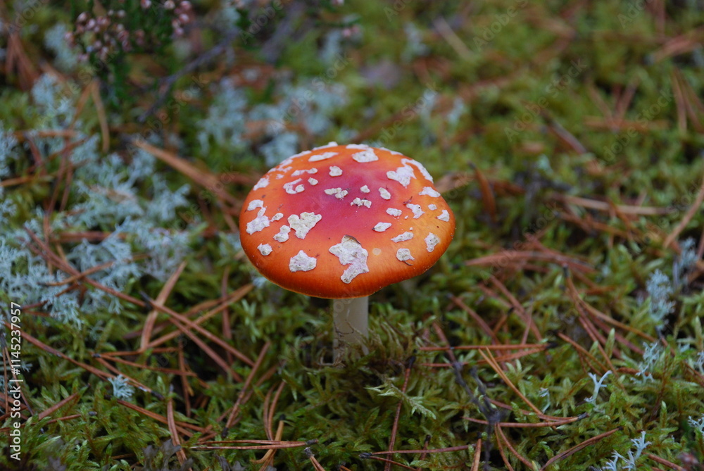 A fly agaric. In a pine forest, among moss, heather and fallen branches and needles, a large poisonous mushroom has grown. It has a white stem with a skirt and a red rounded cap with many white dots. A fly agaric. In a pine forest, among moss, heather and fallen branches and needles, a large poisonous mushroom has grown. It has a white stem with a skirt and a red rounded cap with many white dots.