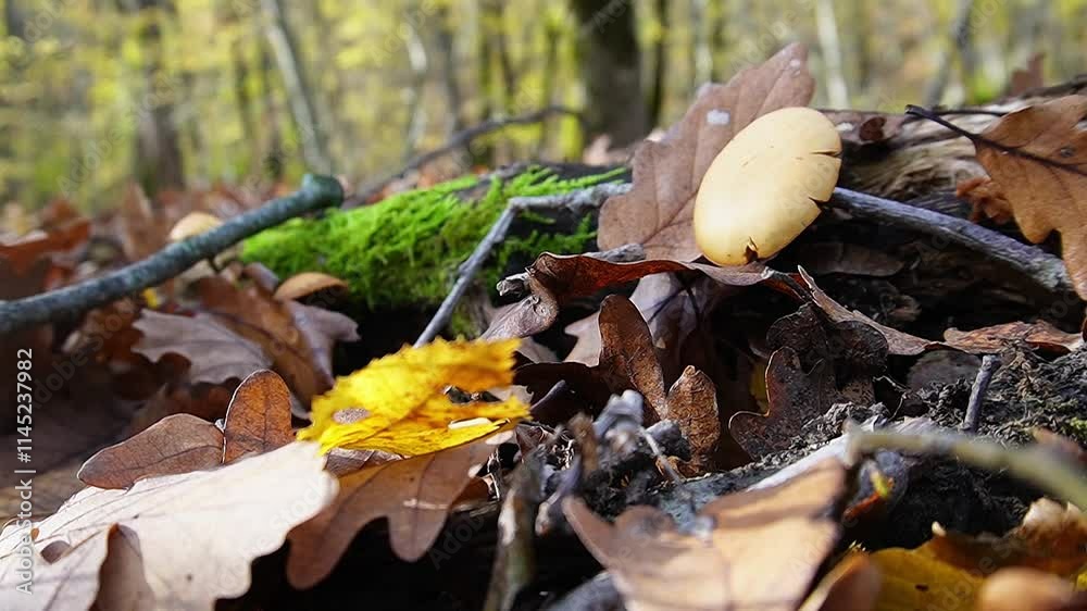 mushrooms autumn, leaf, leaves, nature, tree, forest, fall, 
