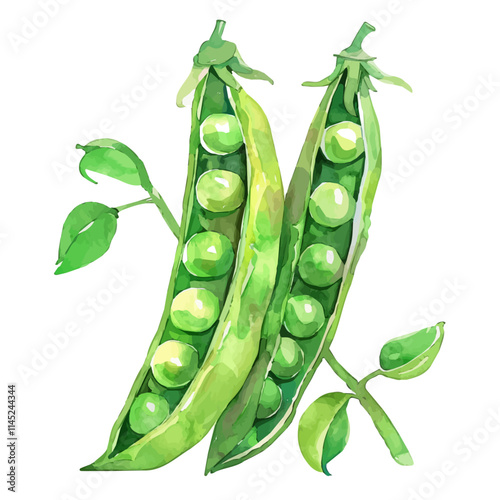 A watercolor vector of fresh green peas in the spring sun, isolated on a white background. Peas vector.
