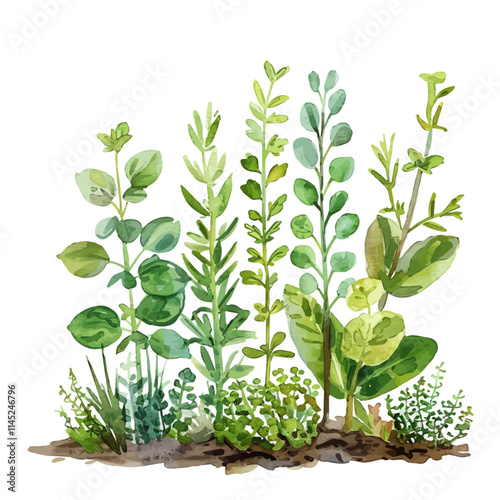 A watercolor painting of fresh herbs growing in a spring garden, isolated on a white background. Herbs vector.
