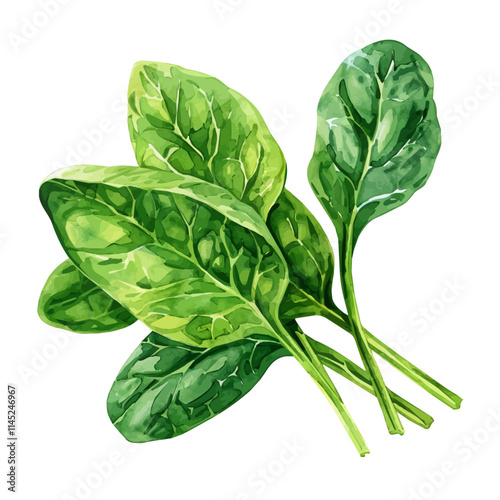A watercolor vector of fresh green spinach leaves, isolated on a white background. Spinach vector.
