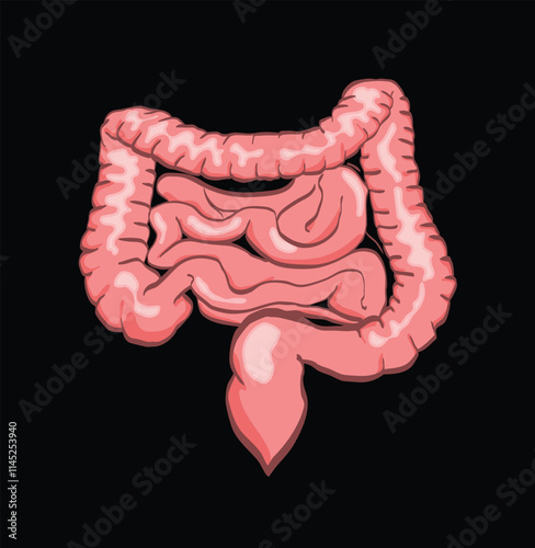 Human intestines showing small and large intestine and appendix
