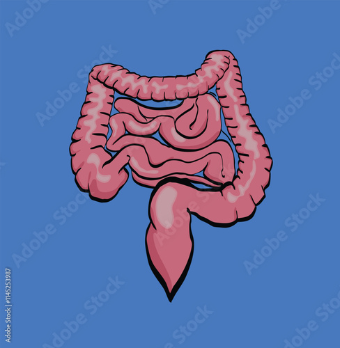 Human intestines showing small and large intestine and appendix