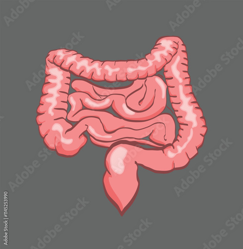 Human intestines showing small and large intestine and appendix