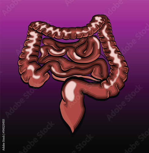 Human intestines showing small and large intestine and appendix