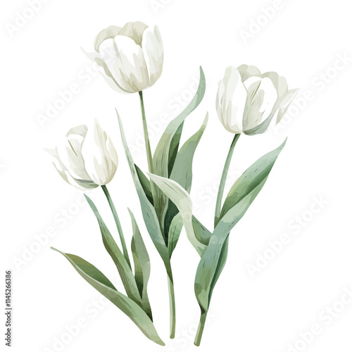 A watercolor vector of freshly bloomed white tulips, isolated on a white background. White tulips vector.
