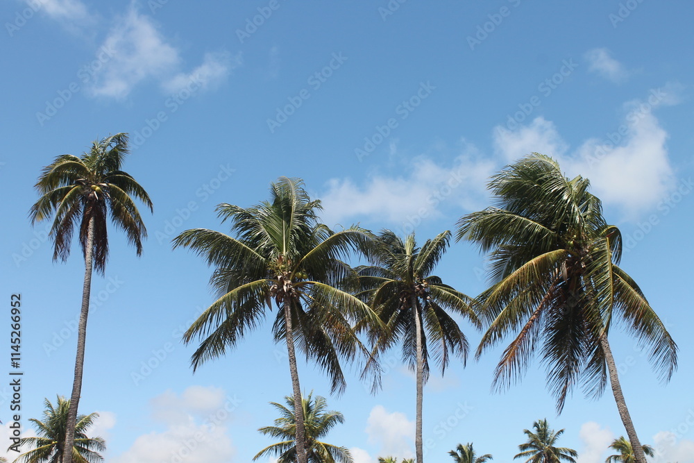 Beautiful Palm Trees: A Paradise Scene in Porto de Galinhas, Brazil