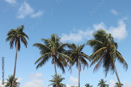 Wallpaper Mural Beautiful Palm Trees: A Paradise Scene in Porto de Galinhas, Brazil Torontodigital.ca