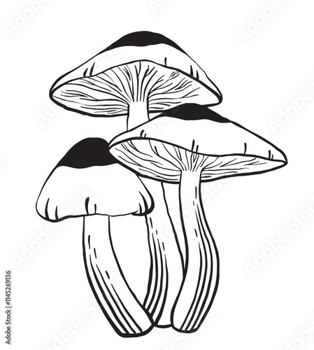 Hand drawn mushroom vector illustration.