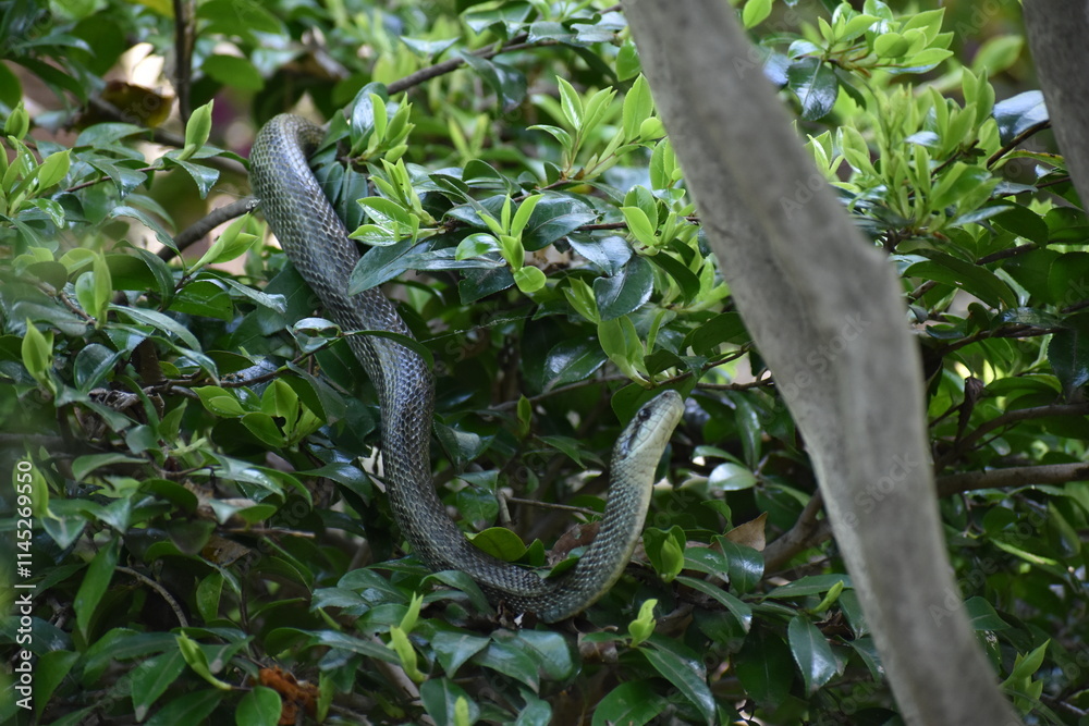 Naklejka premium Snake-1