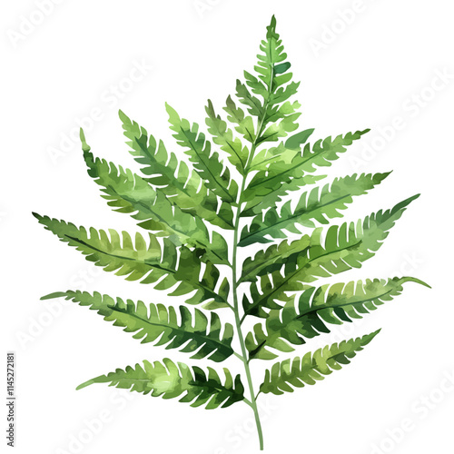 A watercolor vector of green fern leaves in the spring, isolated on a white background. Green fern leaves in the spring vector.
