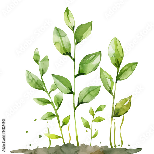 A watercolor illustration of green leaves unfurling in spring, isolated on a white background. Green leaves unfurling in spring vector.
