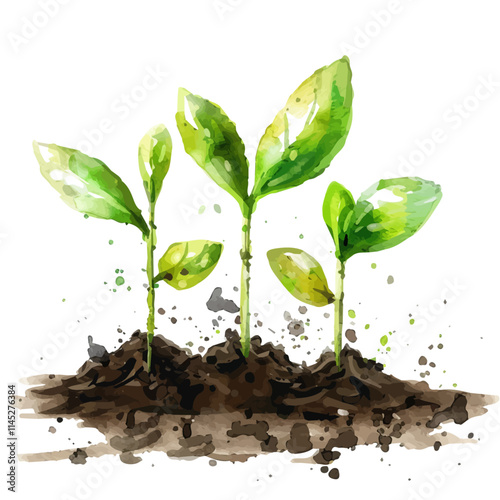 A watercolor vector of green shoots emerging from soil, isolated on a white background. Green shoots emerging from soil vector.
